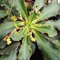 Lewisia cotyledon pink-flowered